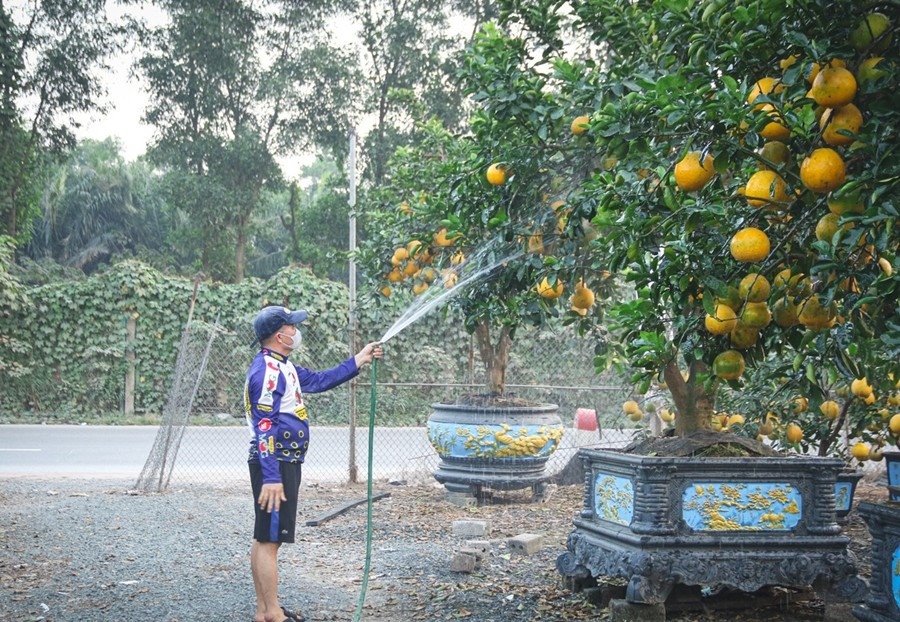 Hàng trăm cây bưởi lớn nhỏ được tạo thế cân đối, quả vàng ươm tại xã Sơn Đồng (Hà Nội). Ảnh: Tiền phong