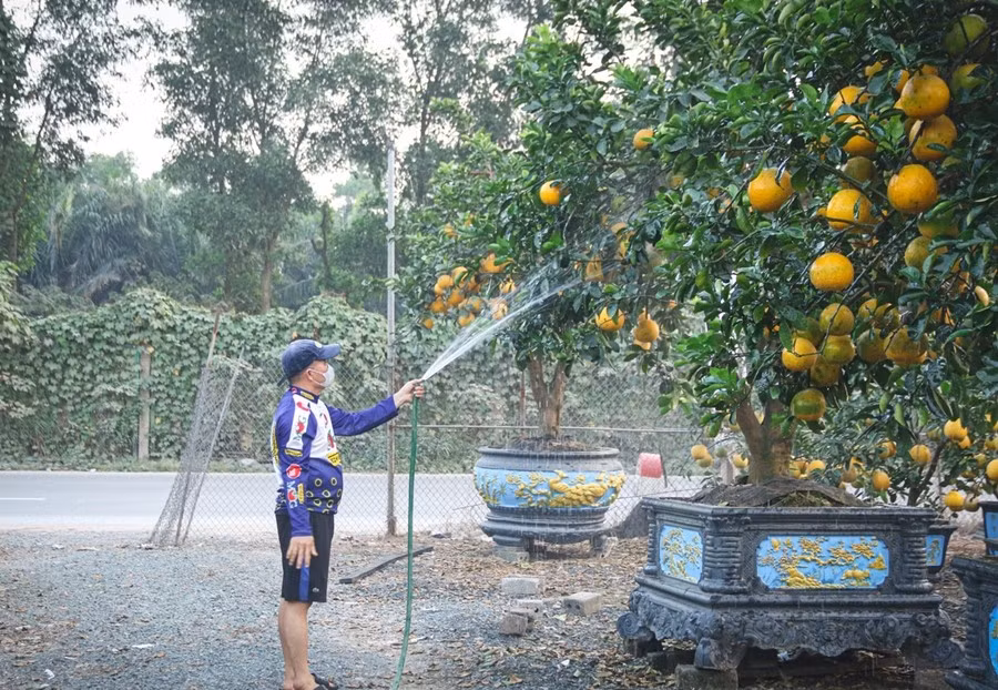 Hàng trăm cây bưởi lớn nhỏ được tạo thế cân đối, quả vàng ươm tại xã Sơn Đồng (Hà Nội). Ảnh: Tiền phong