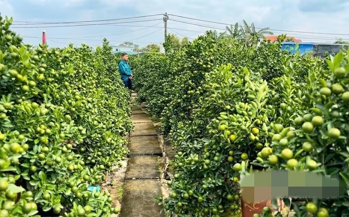 Từ những gốc 'quất đại' uy nghi đến những chum quất bonsai tinh tế, tất cả đang được các nghệ nhân dồn lực chăm sóc, tạo thế. Ảnh: Báo Ninh Bình