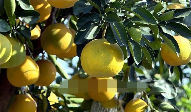 Những cây bưởi quả vàng óng, sai trĩu, tượng trưng cho sự đủ đầy, luôn hút khách mỗi dịp Tết. Ảnh: TTXVN