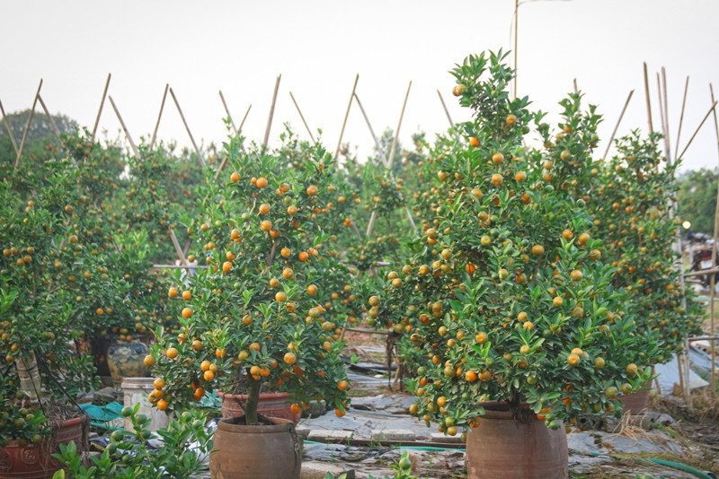 Nông dân cũng tỉa bớt quả và cắt cành để cây bật lộc, đơm hoa vào đúng dịp Tết. Ảnh: Tiền phong