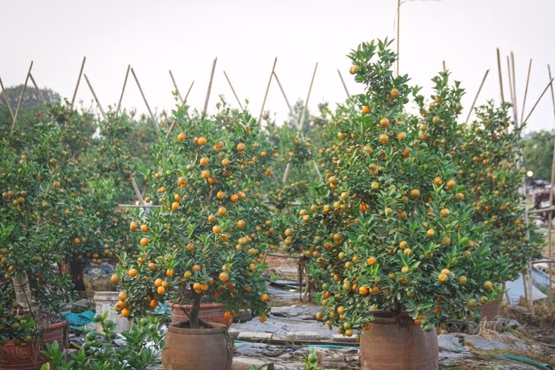 Nông dân cũng tỉa bớt quả và cắt cành để cây bật lộc, đơm hoa vào đúng dịp Tết. Ảnh: Tiền phong