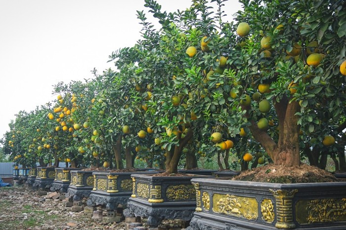 Tranh thủ thời tiết thuận lợi, người dân tất bật lên chậu, tỉa tán, xuống lá...cho những cây quất, cây bưởi cảnh chuẩn bị xuất vườn. Ảnh: Tiền phong