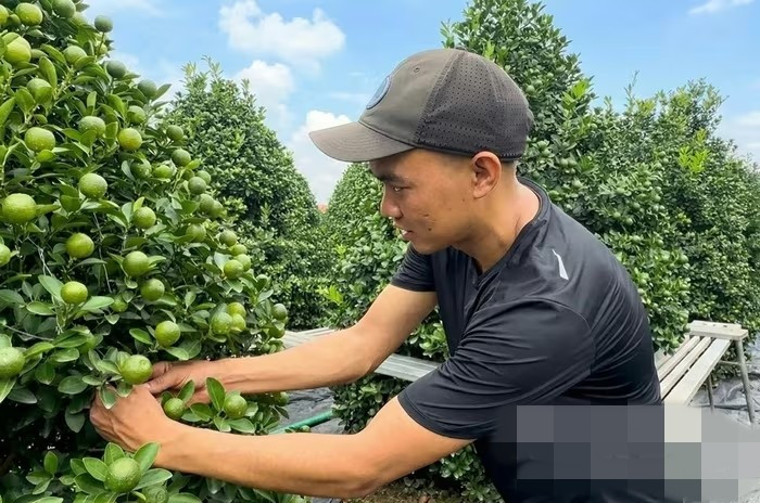 Các nhà vườn tại phường Vị Khê (Ninh Bình) cũng hối hả vào vụ Tết. Ảnh: Báo Ninh Bình