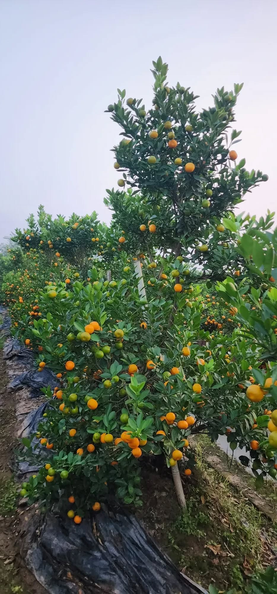 Năm nay, quất cảnh Văn Giang đa dạng về kích cỡ, dáng thế, có đủ từ phân khúc bình dân đến cao cấp từ 1 đến 8 triệu đồng/cây. Ảnh: Facebook