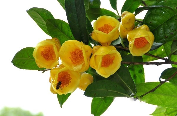 Không chỉ là thức uống, trà hoa vàng còn trở thành món quà biếu cao cấp trong các dịp lễ Tết. Giới thượng lưu tìm mua để thưởng thức, trưng bày hoặc làm quà biếu đối tác. Ảnh: Facebook