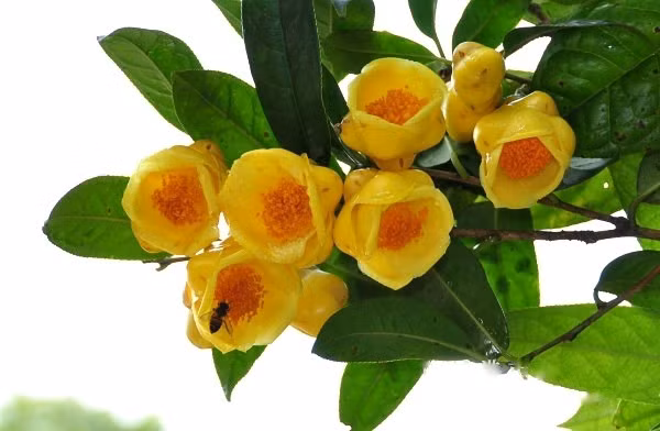 Không chỉ là thức uống, trà hoa vàng còn trở thành món quà biếu cao cấp trong các dịp lễ Tết. Giới thượng lưu tìm mua để thưởng thức, trưng bày hoặc làm quà biếu đối tác. Ảnh: Facebook