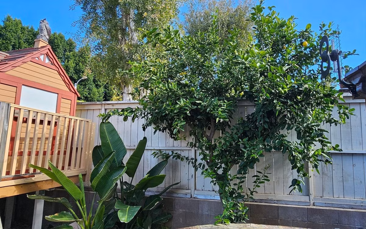 Vợ chồng Thu Phương thích trồng nhiều cây cối trong nhà bởi nó giúp giảm căng thẳng và tạo không gian yên tĩnh để nghỉ ngơi. Ảnh: FBNV