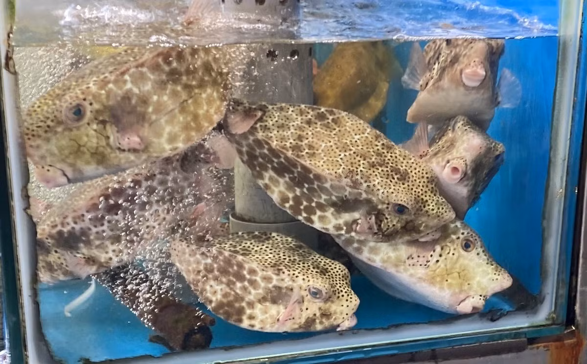 Giá cá bò hòm tươi sống tại ghe ở Nha Trang khoảng 1,5 triệu đồng/kg (đối với loại nhỏ chỉ khoảng 300g/con). Ảnh: Facebook