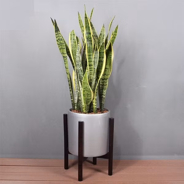 Ưu điểm lớn của lưỡi hổ là chịu được môi trường ít ánh sáng, không cần tưới nước thường xuyên, phù hợp với những căn bếp nhỏ hoặc kín gió. Ảnh: Internet