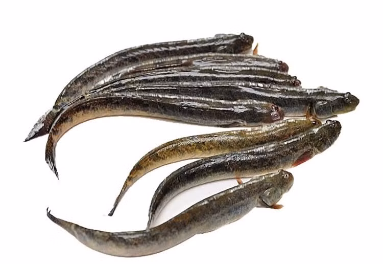 Trước kia, cá kèo được xem là xem là loại cá "nhà nghèo" vì giá rẻ. Ảnh: Tạp chí thủy sản