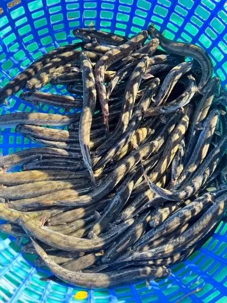 Cá kèo (còn gọi cá bống kèo) là loại cá quen thuộc với người dân Nam Bộ, đặc biệt ở vùng đồng bằng sông Cửu Long. Ảnh: Facebook