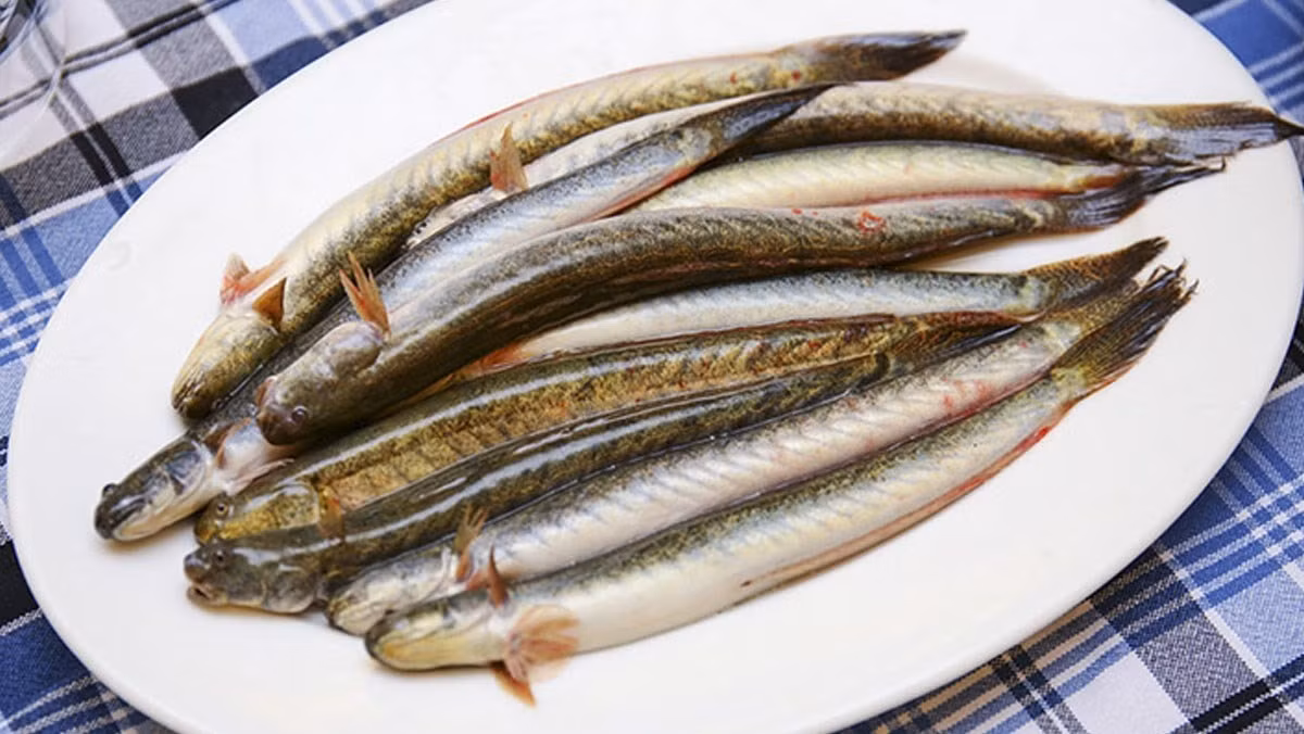 Không chỉ sống ở nước ngọt, cá kèo còn có khả năng thích nghi tốt với cả môi trường nước mặn và nước lợ. Ảnh: Facebook