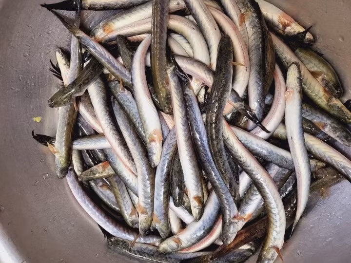 Cá kèo thân hình nhỏ, thon dài như hình trụ, màu xám vàng, phần đuôi đậm màu hơn. Ảnh: Facebook