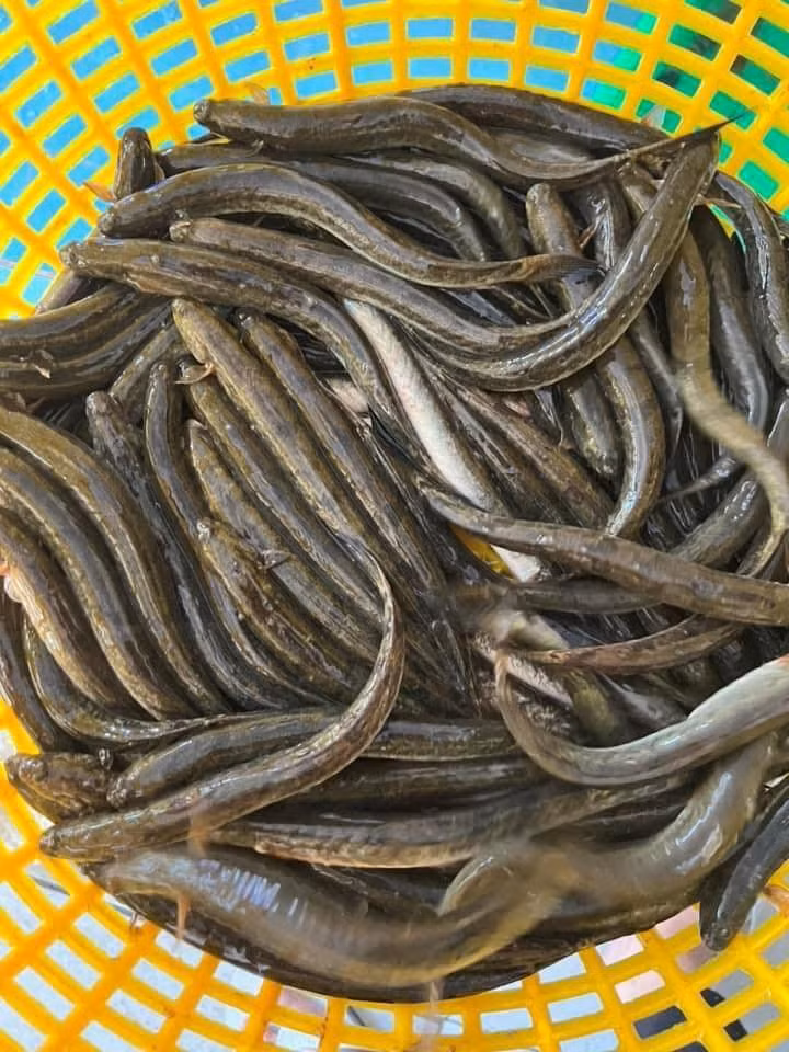 Trên chợ mạng, cá kèo tươi có giá từ 100.000 – 150.000 đồng/kg. Ảnh: Facebook