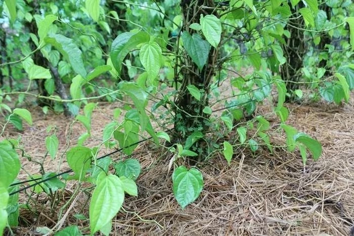 Trong khi đó, những tháng bình thường, thu nhập dao động 10-15 triệu đồng/tháng. Ảnh: Suckhoedoisong