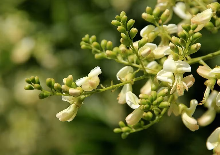 Do vậy, người xưa tin rằng, nếu đã có cây hòe già trong nhà, nên giữ gìn cẩn thận, chặt bỏ là xua đuổi phúc lành. Ảnh: Internet