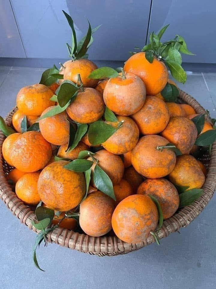 Tuy nhiên, một số chủ cửa hàng trái cây ở Hà Nội cho rằng, quýt sim giá rẻ đang bán đầy chợ thực chất là hàng của Trung Quốc. Quýt sim của Việt Nam không có giá rẻ hơn chục nghìn/kg. Ảnh: Suckhoedoisong