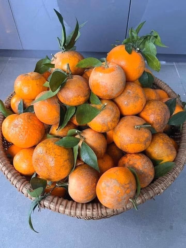 Tuy nhiên, một số chủ cửa hàng trái cây ở Hà Nội cho rằng, quýt sim giá rẻ đang bán đầy chợ thực chất là hàng của Trung Quốc. Quýt sim của Việt Nam không có giá rẻ hơn chục nghìn/kg. Ảnh: Suckhoedoisong