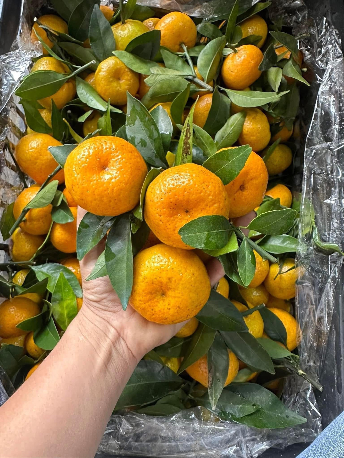 Một số tiểu thương cho biết, quýt đường là hàng của Thái Lan hoặc đưa từ miền Nam ra. Tuy nhiên, không ít người bán thẳng thắn chia sẻ, mặt hàng này được nhập từ Trung Quốc. Ảnh: Facebook