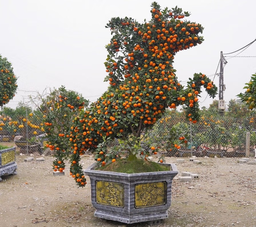 Những ngày cận Tết Nguyên đán Bính Ngọ 2026, nhiều nhà vườn tại Văn Giang (Hưng Yên) giới thiệu ra thị trường những chậu quýt cảnh tạo hình con ngựa độc đáo. Ảnh: Daidoanket