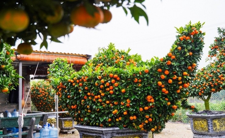 Bên cạnh đó, nhà vườn còn có quýt tạo hình thỏi vàng, biểu trưng cho mong ước sum vầy, giá khoảng 6 triệu đồng. Ảnh: Tiền phong