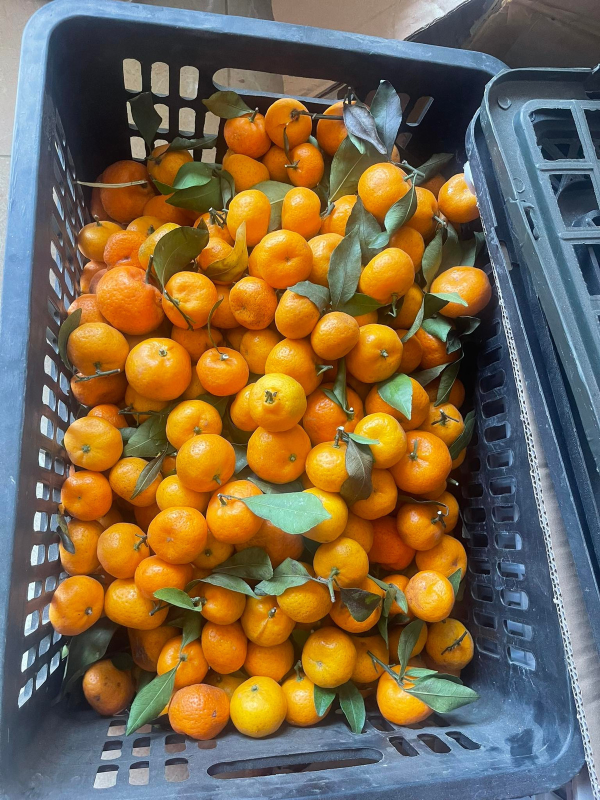 Nếu lấy buôn, cả rành khoảng 10 kg, mức giá sẽ chỉ khoảng 5.000 – 12.000 đồng, tùy chất lượng và giai đoạn. Ảnh: Facebook