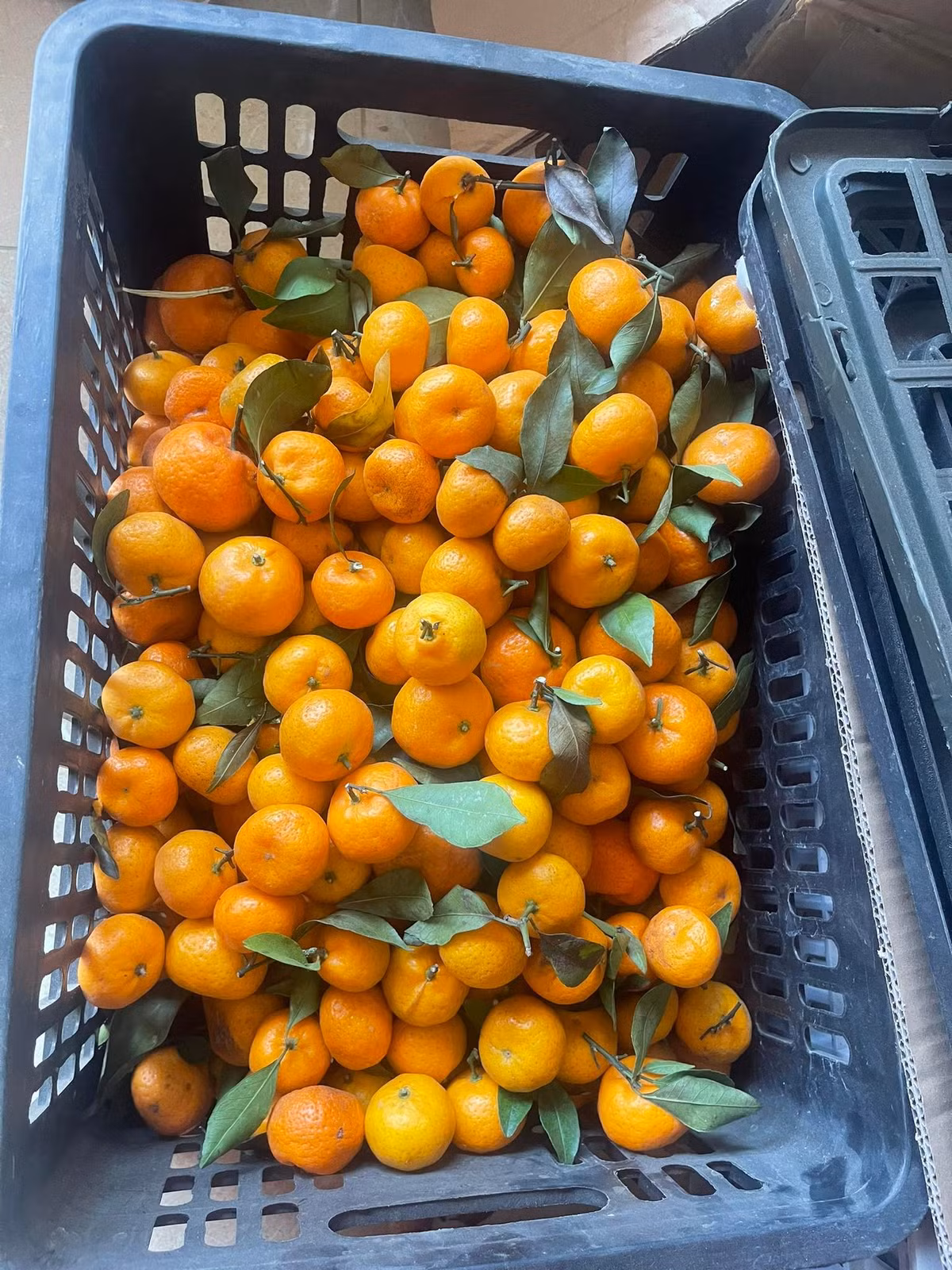 Nếu lấy buôn, cả rành khoảng 10 kg, mức giá sẽ chỉ khoảng 5.000 – 12.000 đồng, tùy chất lượng và giai đoạn. Ảnh: Facebook