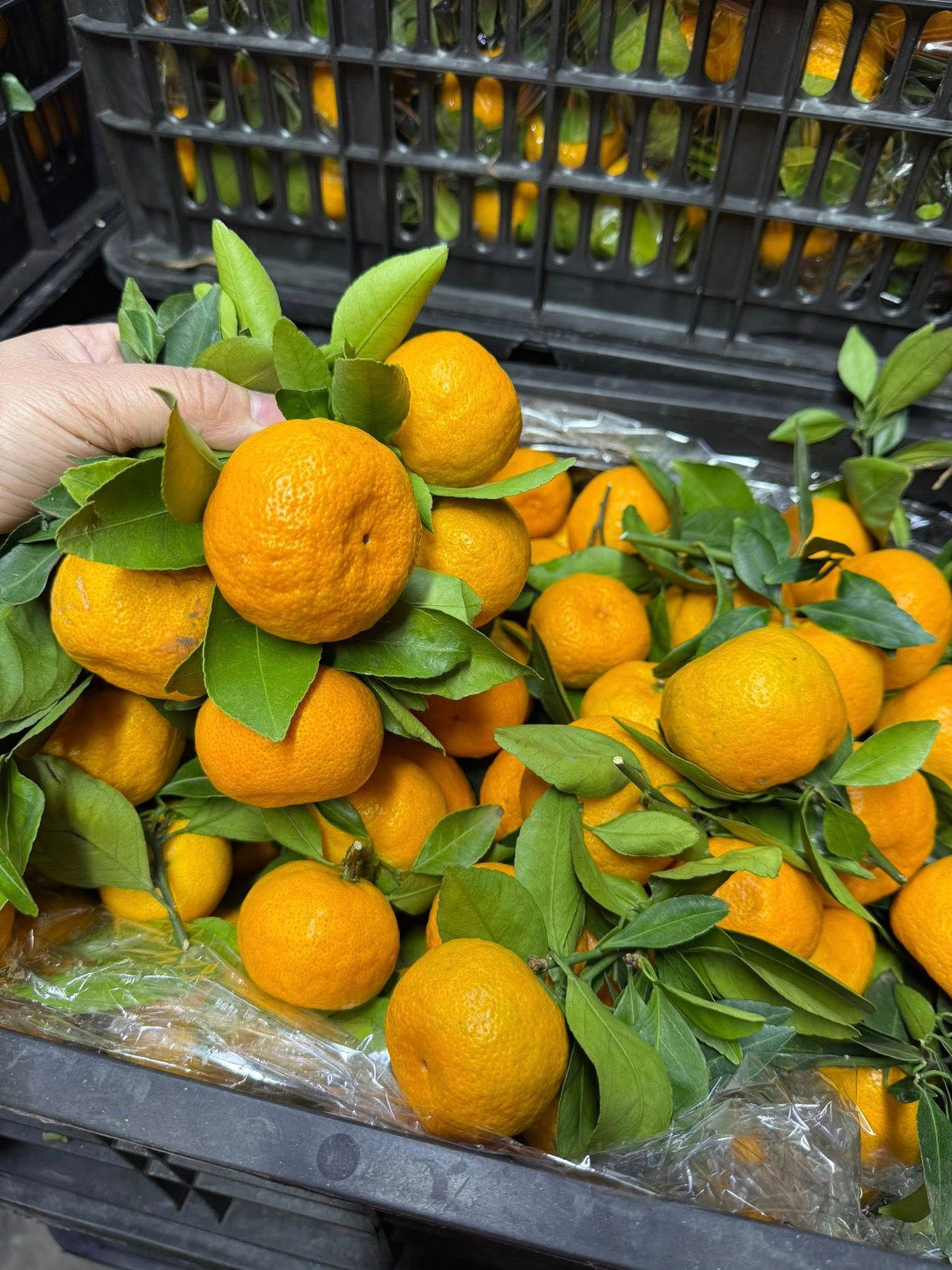 Tuy nhiên, một số chủ cửa hàng trái cây ở Hà Nội cho rằng, quýt sim giá rẻ đang bán đầy chợ thực chất là hàng của Trung Quốc. Quýt sim của Việt Nam không có giá rẻ hơn chục nghìn/kg. Ảnh: Suckhoedoisong