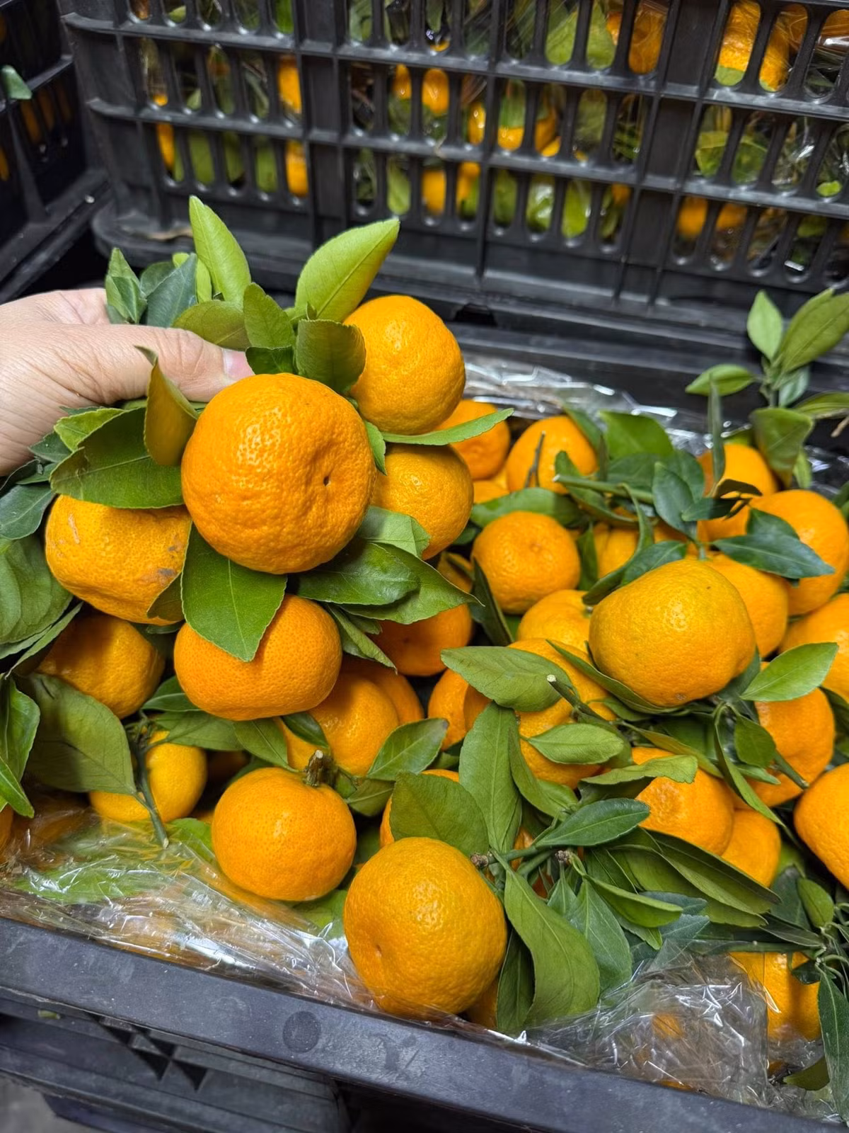 Tuy nhiên, một số chủ cửa hàng trái cây ở Hà Nội cho rằng, quýt sim giá rẻ đang bán đầy chợ thực chất là hàng của Trung Quốc. Quýt sim của Việt Nam không có giá rẻ hơn chục nghìn/kg. Ảnh: Suckhoedoisong