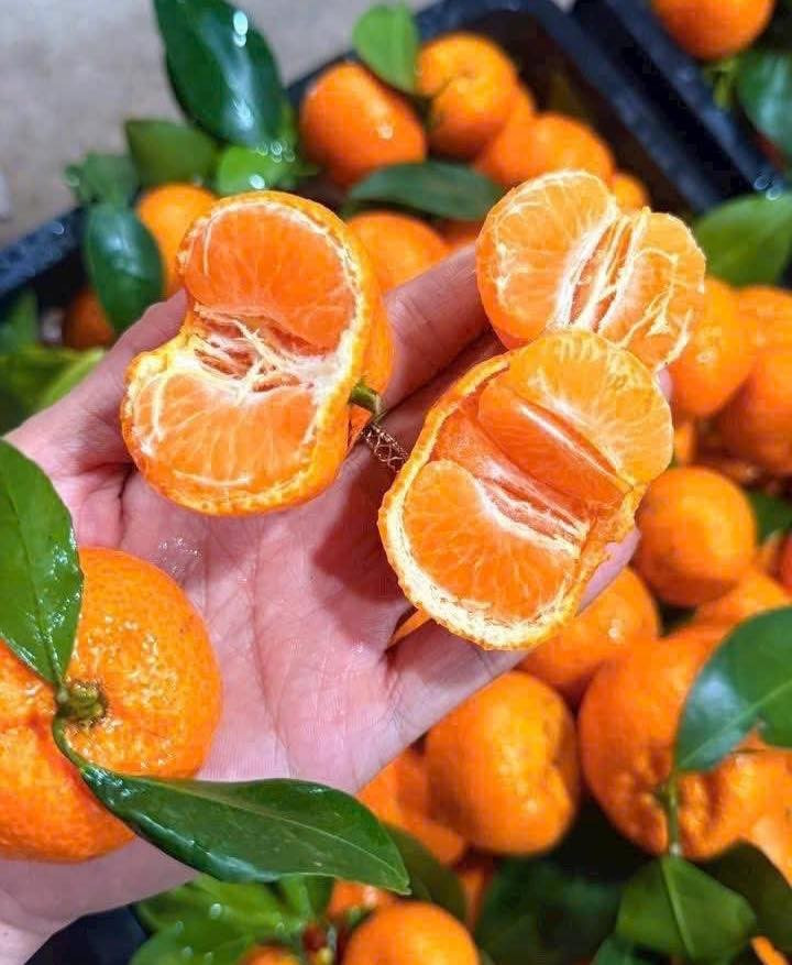 Quýt đường có vỏ mỏng, dễ bóc, tép mọng nước, vị ngọt đậm và mùi thơm đặc trưng. Ảnh: Facebook