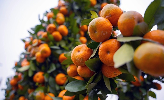 Quýt cảnh tạo dáng ngựa thu hút nhiều khách hàng mang ý nghĩa phong thủy, tượng trưng cho sức mạnh, sự bền bỉ, trung thành và tinh thần không ngừng tiến bước. Ảnh: Vietnamnet