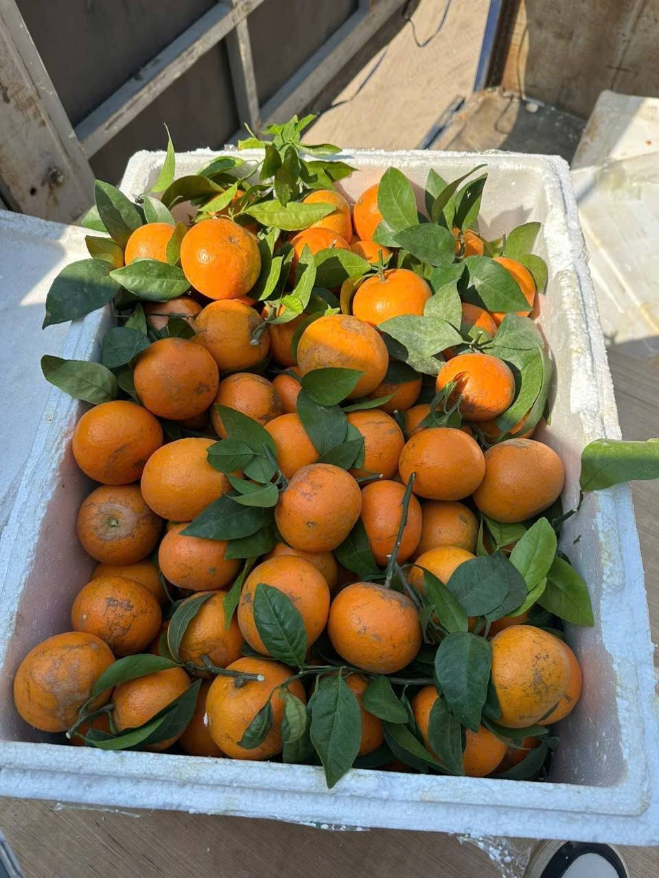 Thời gian gần đây, tại nhiều khu chợ dân sinh ở Việt Nam và chợ mạng bày bán nhiều loại quýt giá rẻ thu hút đông đảo khách hàng. Ảnh: FB Thanh Xuân