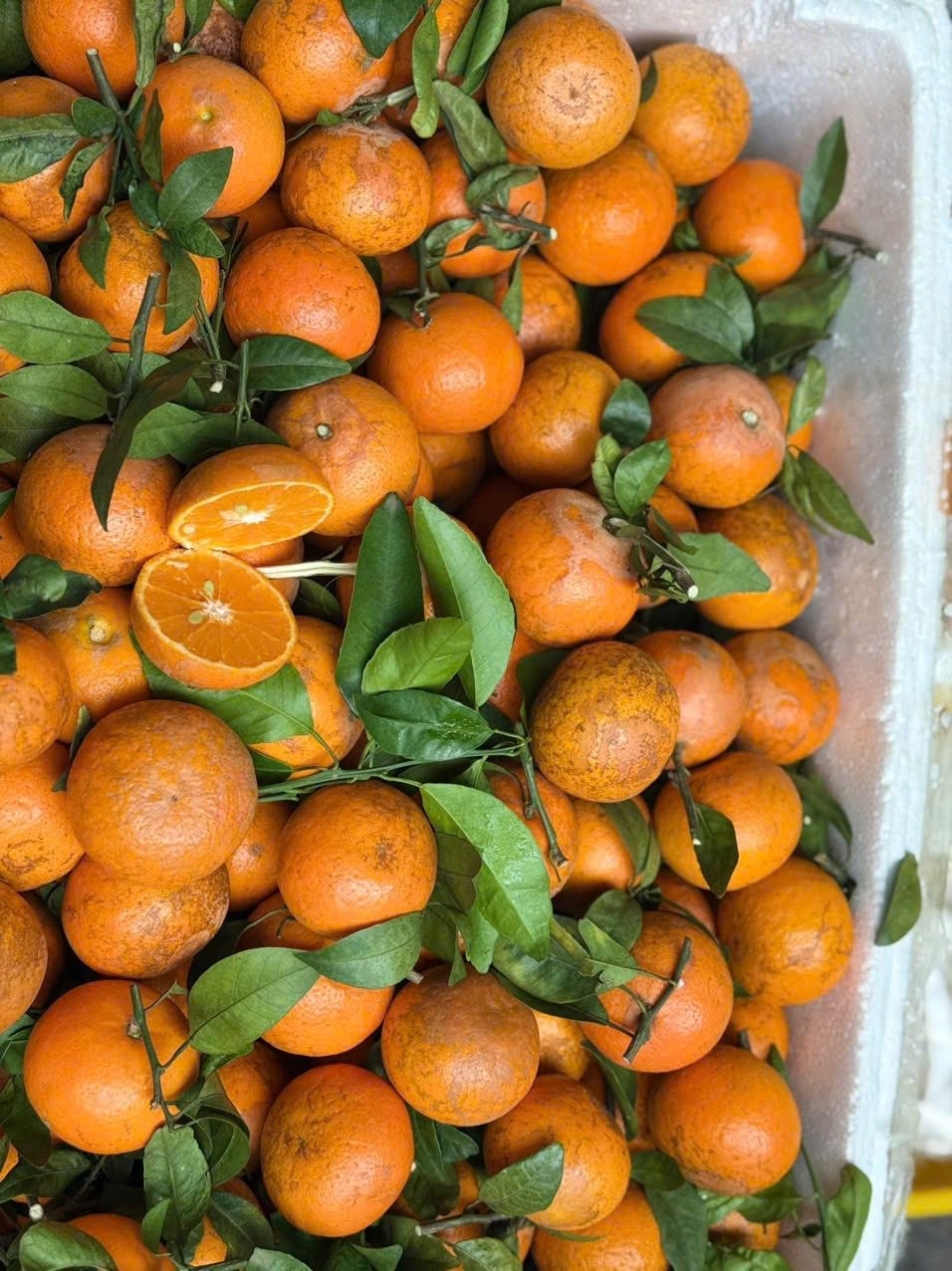 Đáng chú ý, không ít tiểu thương khẳng định quýt sim xuất xứ từ Cao Bằng, Hòa Bình, Bắc Giang cũ nên khá đắt khách. Ảnh: Facebook