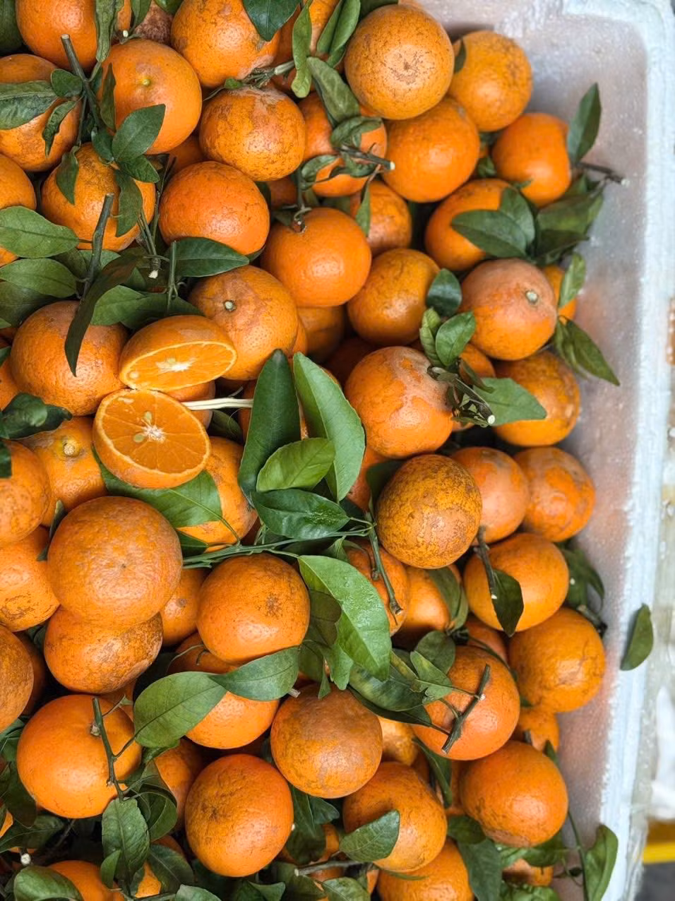 Đáng chú ý, không ít tiểu thương khẳng định quýt sim xuất xứ từ Cao Bằng, Hòa Bình, Bắc Giang cũ nên khá đắt khách. Ảnh: Facebook