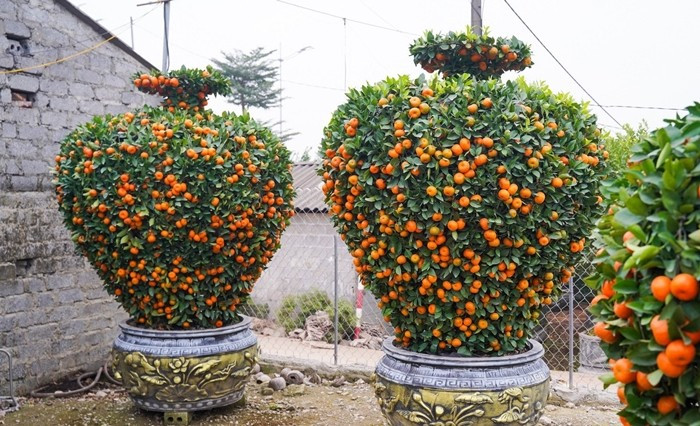 Quýt lục bình, quýt hút lộc, quýt cầu tài – cầu lộc...giá dao động từ 10-30 triệu đồng/cây, cũng được nhà vườn giới thiệu nhằm đáp ứng nhu cầu chơi cây cảnh trong dịp Tết của người tiêu dùng. Ảnh: Tiền phong