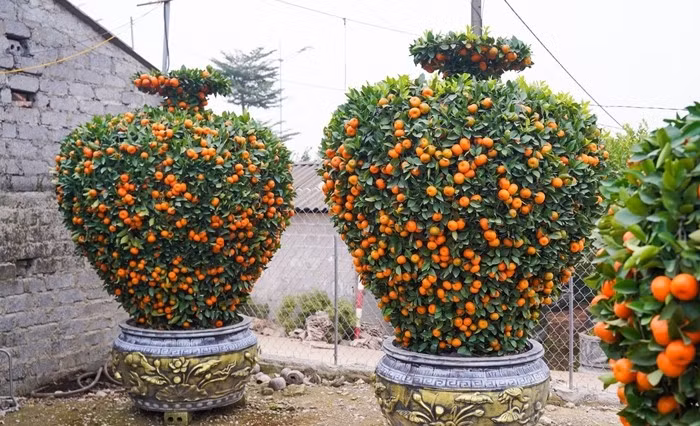 Quýt lục bình, quýt hút lộc, quýt cầu tài – cầu lộc...giá dao động từ 10-30 triệu đồng/cây, cũng được nhà vườn giới thiệu nhằm đáp ứng nhu cầu chơi cây cảnh trong dịp Tết của người tiêu dùng. Ảnh: Tiền phong