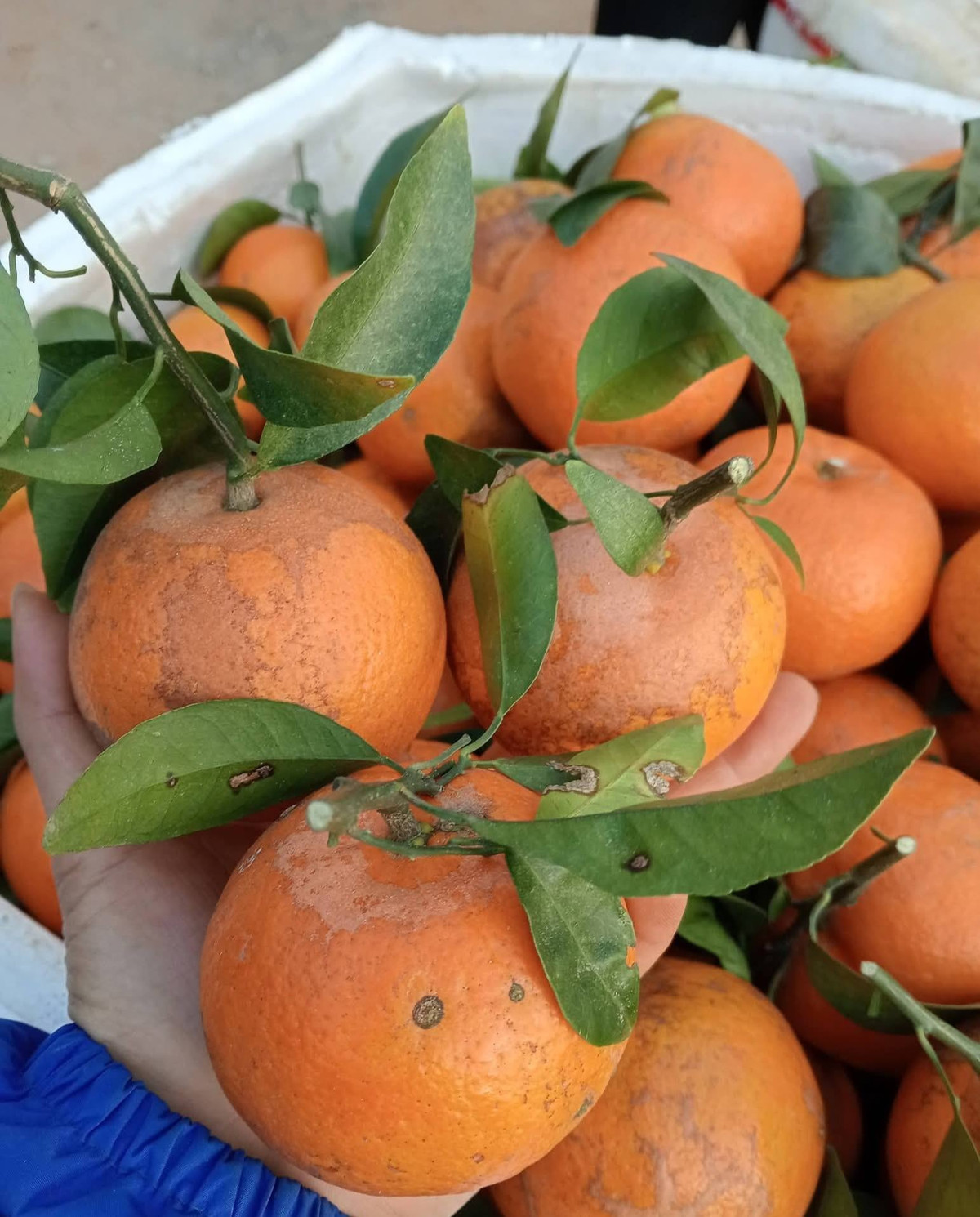 Một trong số đó phải kể đến quýt sim. Loại quả này có vị ngọt đậm, thơm, mọng nước, vỏ mỏng rám. Ảnh: FB Thanh Xuân