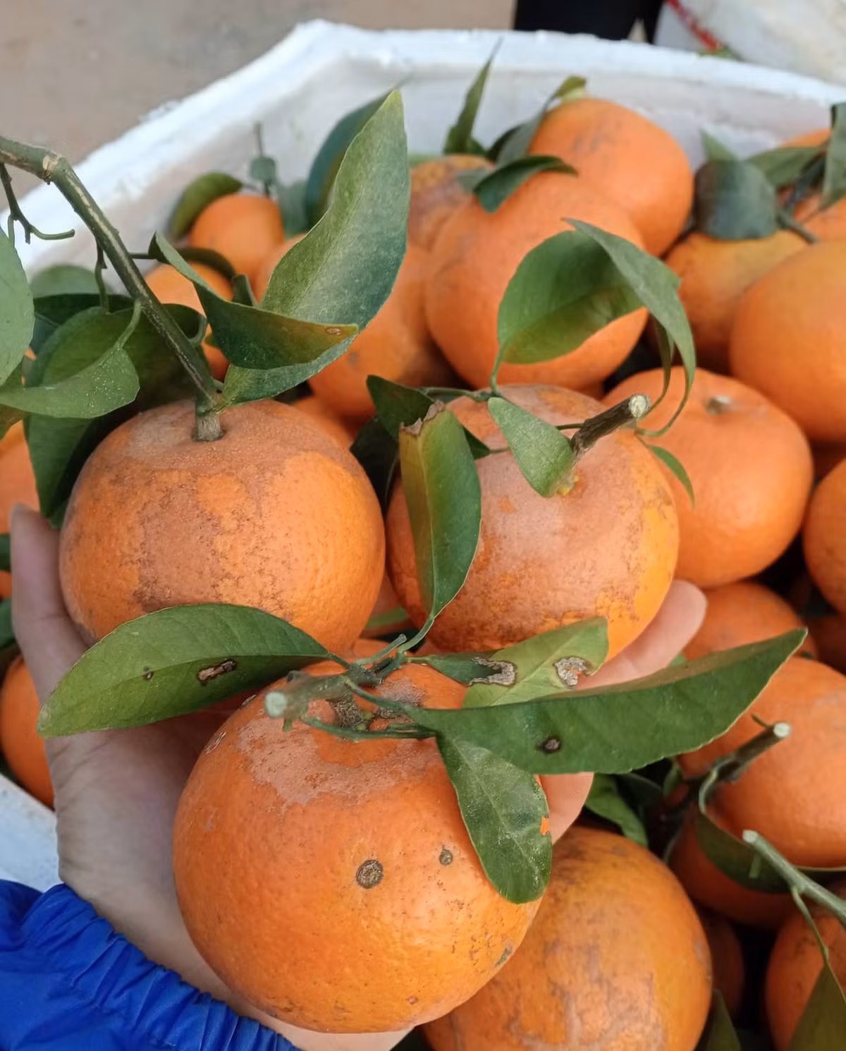 Một trong số đó phải kể đến quýt sim. Loại quả này có vị ngọt đậm, thơm, mọng nước, vỏ mỏng rám. Ảnh: FB Thanh Xuân