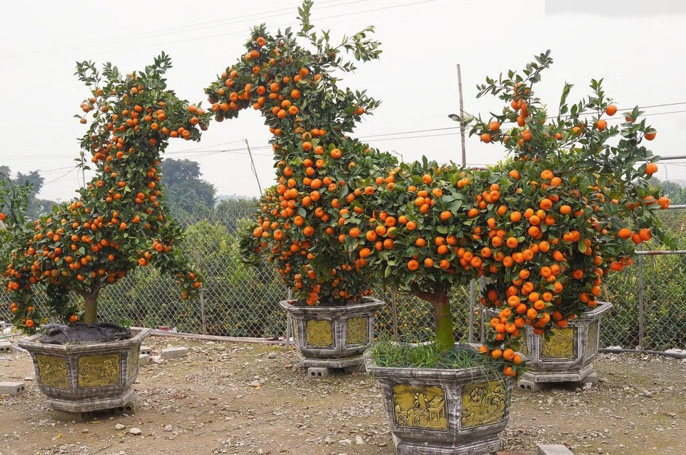 Cây quýt hình ngựa được uốn nắn, ghép cành và tạo thế công phu. Ảnh: Daidoanket
