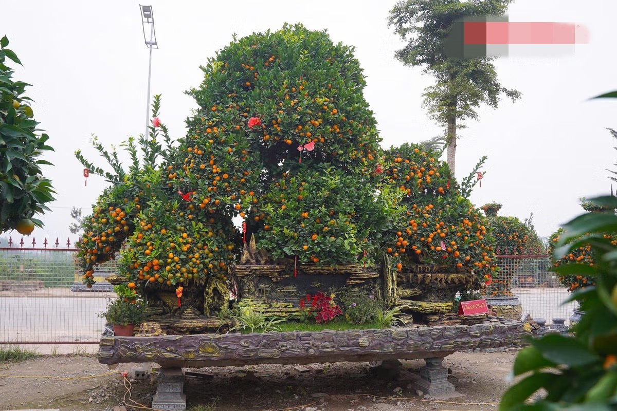 Nhiều khách hàng từ xa đã về tận vườn để đặt cọc trước những cây to đẹp từ tháng 11/2025. Ảnh: Daidoanket