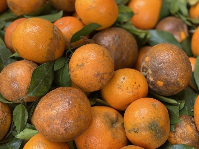 Trên thị trường, quýt sim có giá dao động từ 15.000 – 35.000 đồng/kg, tùy loại. Ảnh: Facebook