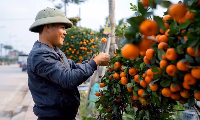 Thời gian hoàn thiện một cây quýt hình ngựa đơn lẻ khoảng hơn 2 ngày công. Ảnh: Vietnamnet