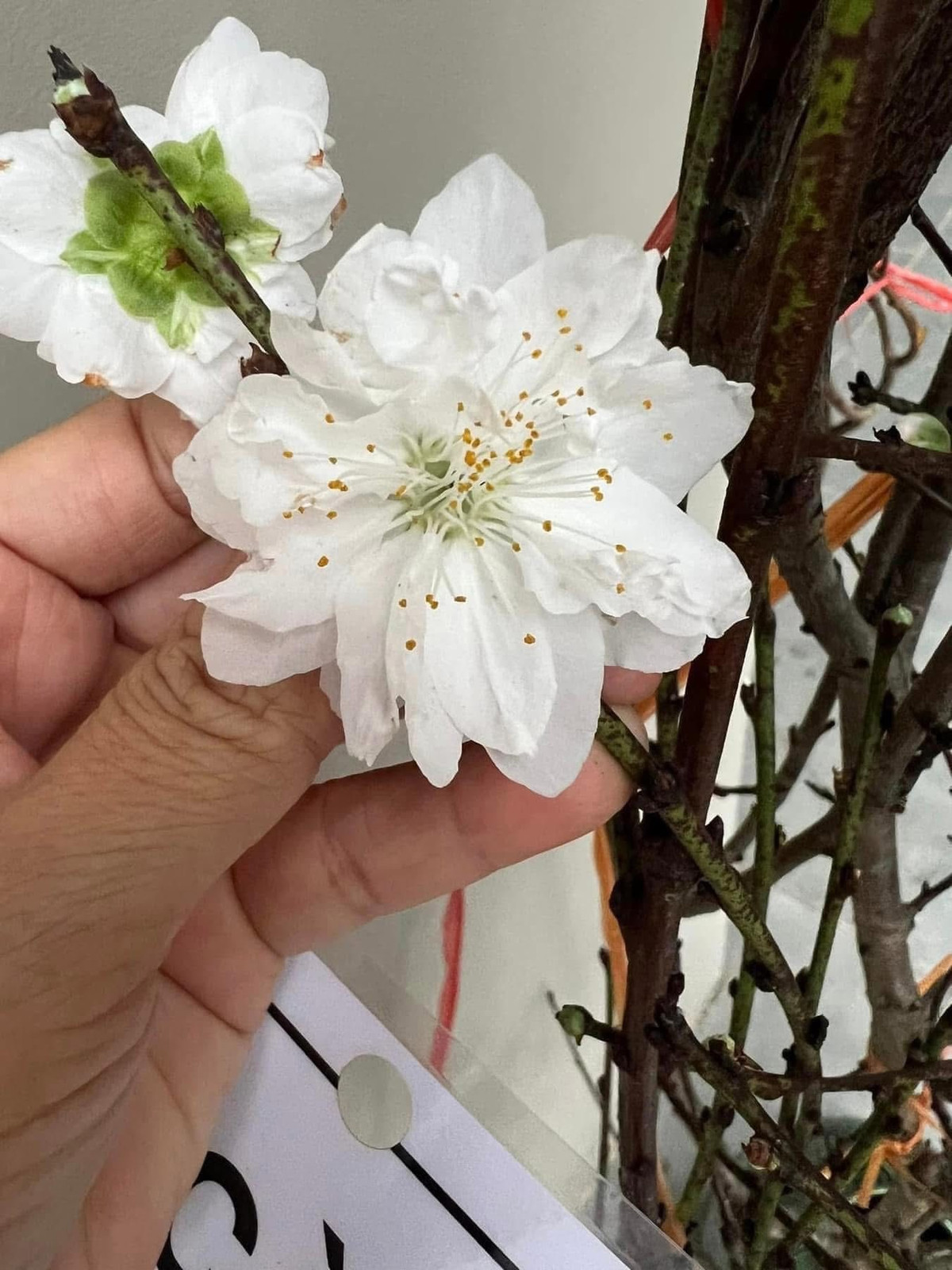 Vẻ sang trọng của bạch đào là do hoa nở xếp cánh kép, nhiều lớp, cánh hoa mong manh và đặc biệt bông rất to. Ảnh: FB Vũ Huyền