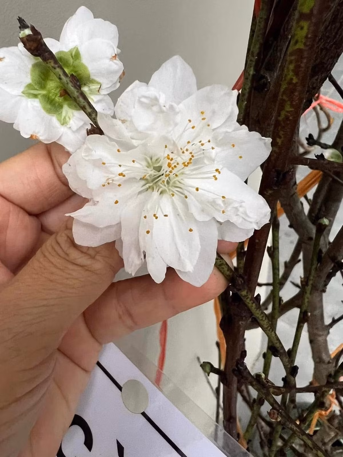 Vẻ sang trọng của bạch đào là do hoa nở xếp cánh kép, nhiều lớp, cánh hoa mong manh và đặc biệt bông rất to. Ảnh: FB Vũ Huyền