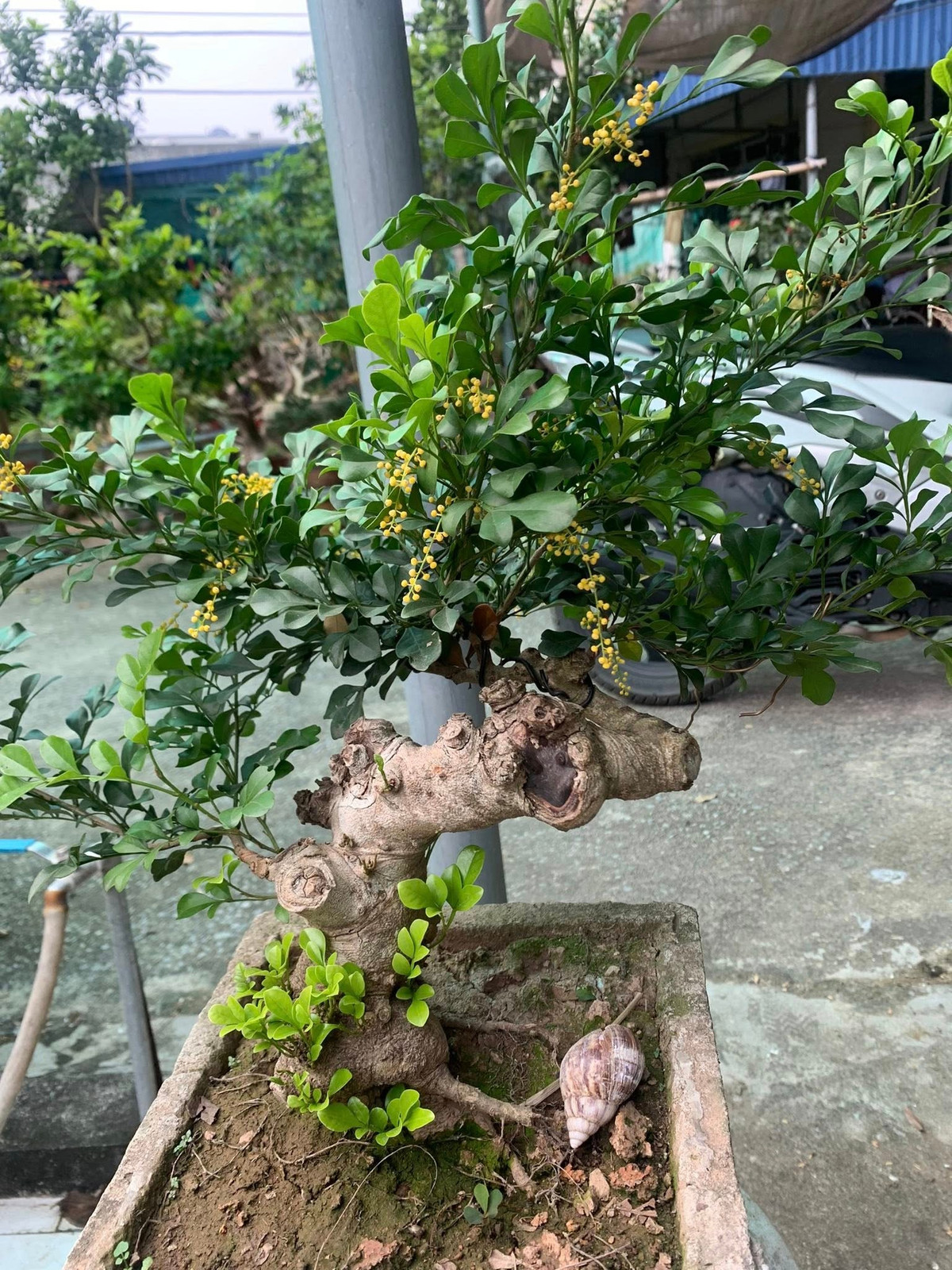 Nhờ dáng vẻ mềm và dễ tạo hình, cây ngâu trở thành một trong những lựa chọn yêu thích của các nghệ nhân bonsai. Ảnh: Facebook