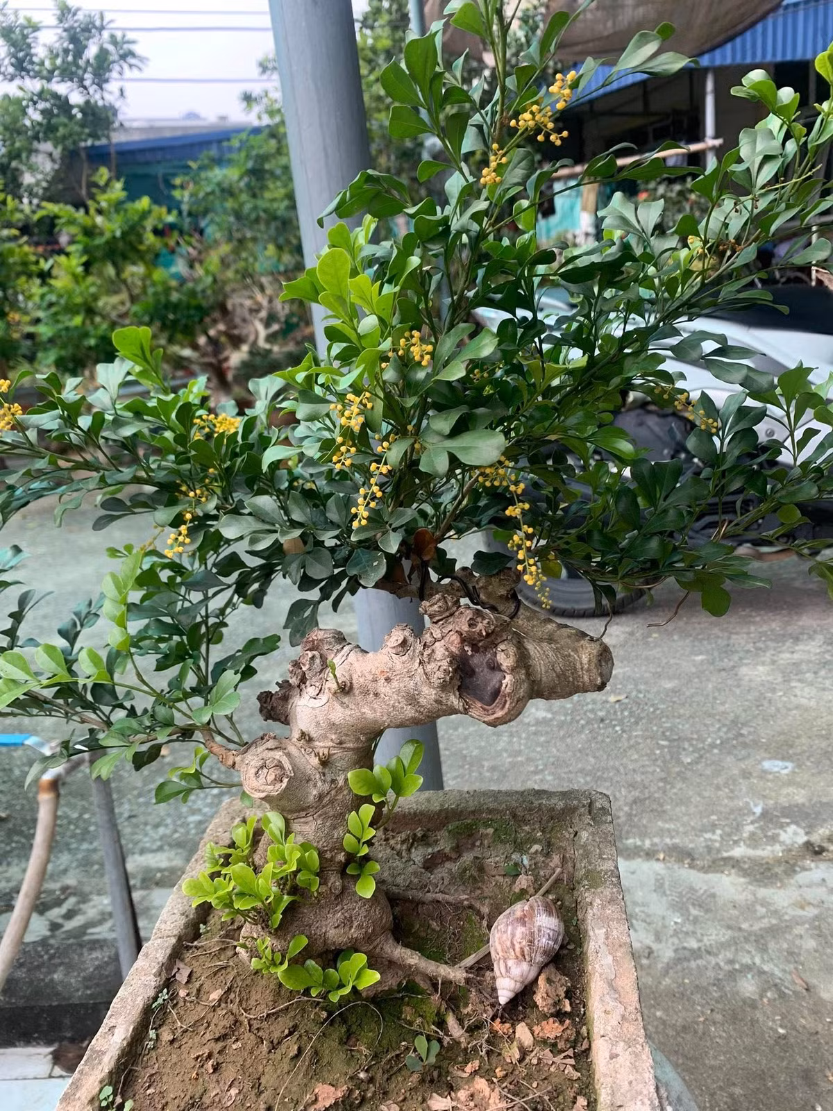 Nhờ dáng vẻ mềm và dễ tạo hình, cây ngâu trở thành một trong những lựa chọn yêu thích của các nghệ nhân bonsai. Ảnh: Facebook