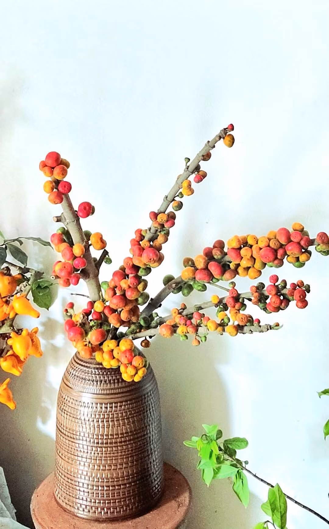 Quả ngái cắt trên đê. Ảnh: Huyền Tạ