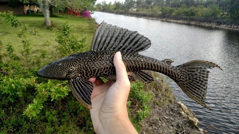 Trên thị trường, cá lau kiếng được rao bán ở hầu hết các chợ tại vùng sông nước với giá khá rẻ, 50.000 – 60.000 đồng/kg. Ảnh: Internet