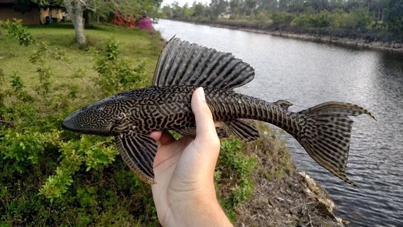 Trên thị trường, cá lau kiếng được rao bán ở hầu hết các chợ tại vùng sông nước với giá khá rẻ, 50.000 – 60.000 đồng/kg. Ảnh: Internet